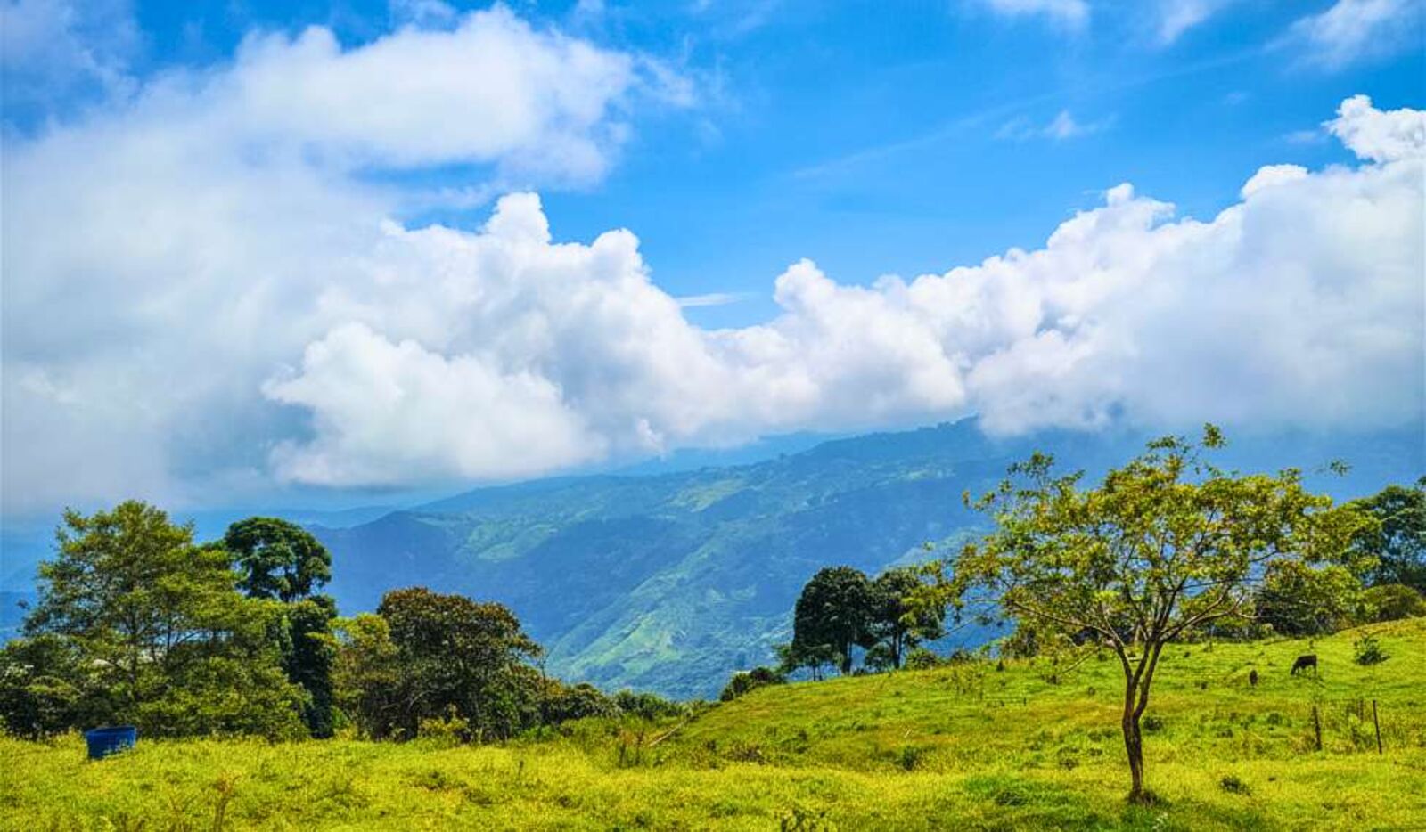 Paisaje verde del Eje Cafetero